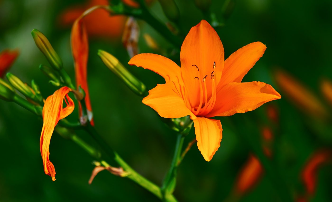 limbajul florilor - sfatulparintilor.ro - pixabay_com - brunello-lily-3515094_1920