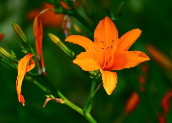 limbajul florilor - sfatulparintilor.ro - pixabay_com - brunello-lily-3515094_1920