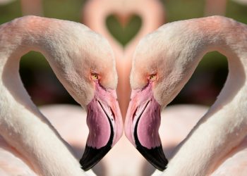 horoscop dragoste saptamanal - sfatulparintilor.ro - pixabay_com - birds-1357664_1920