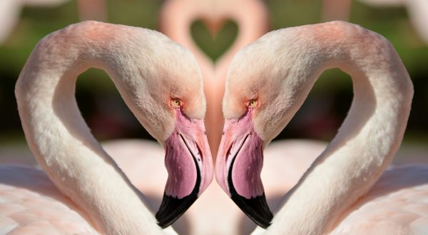 horoscop dragoste saptamanal - sfatulparintilor.ro - pixabay_com - birds-1357664_1920