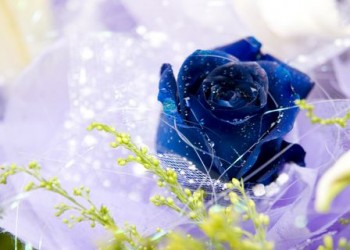 sfatulparintilor.ro - Emotional: Trandafirul albastru