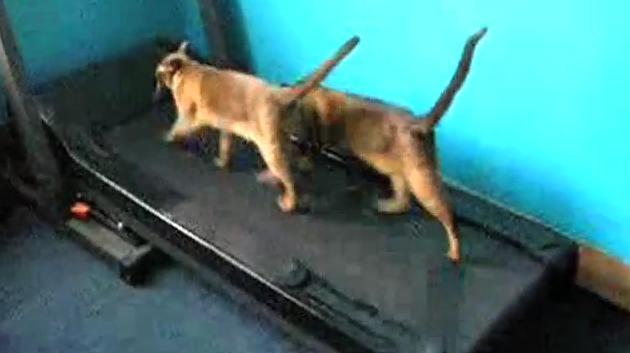 sfatulparintilor.ro - pisici haioase - video