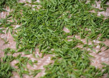 motive sa bei ceai verde - sfatulparintilor.ro - pixabay_com - tea-garden-1557697_1920