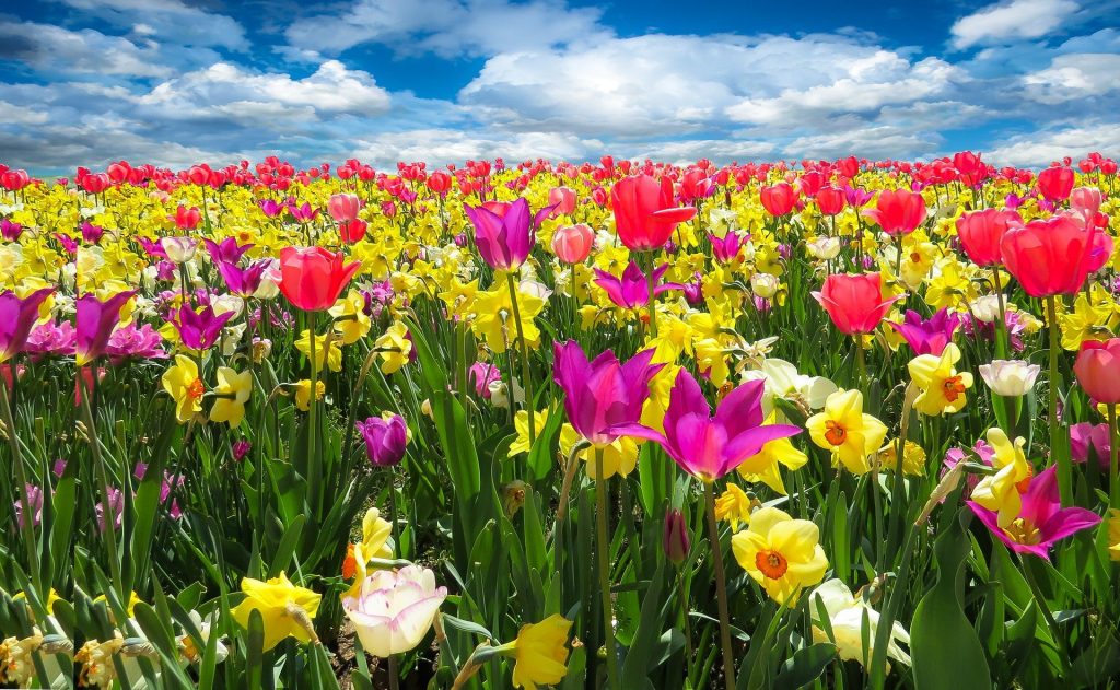 Cele mai parfumate flori din lume - sfatulparintilor.ro - pixabay_com - tulips-1197602_1920