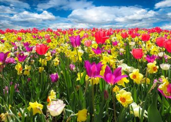 Cele mai parfumate flori din lume - sfatulparintilor.ro - pixabay_com - tulips-1197602_1920