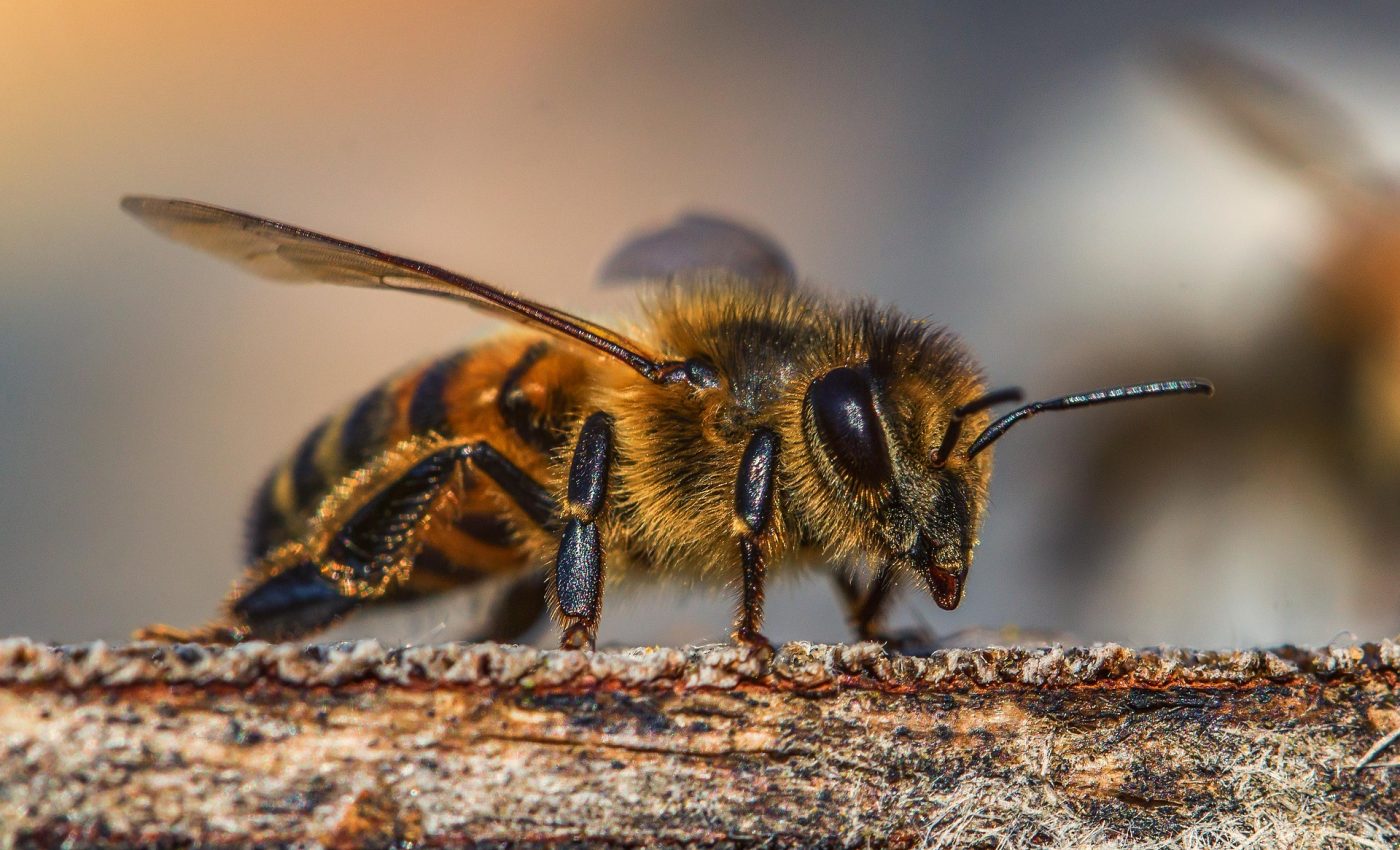 Intepaturile de albine - sfatulparintilor.ro - pixabay_com - insect-3330060_1920