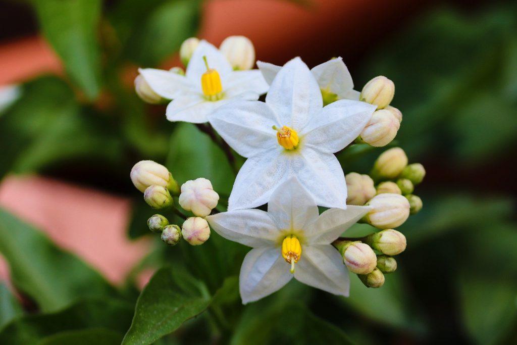 cele mai parfumate flori din lume - sfatulparintilor.ro - pixabay_com - jasminum-5092158_1920