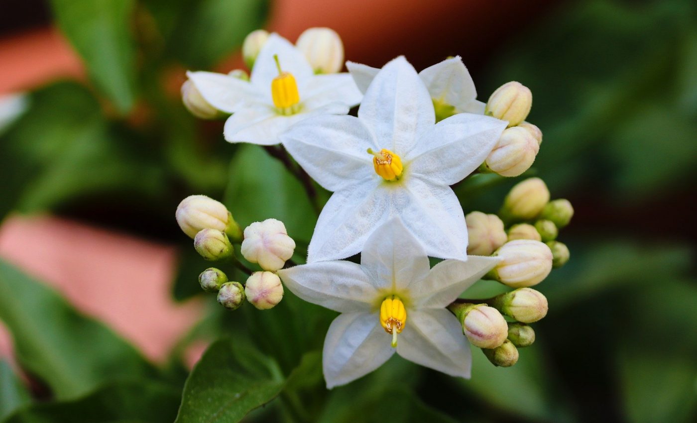 cele mai parfumate flori din lume - sfatulparintilor.ro - pixabay_com - jasminum-5092158_1920