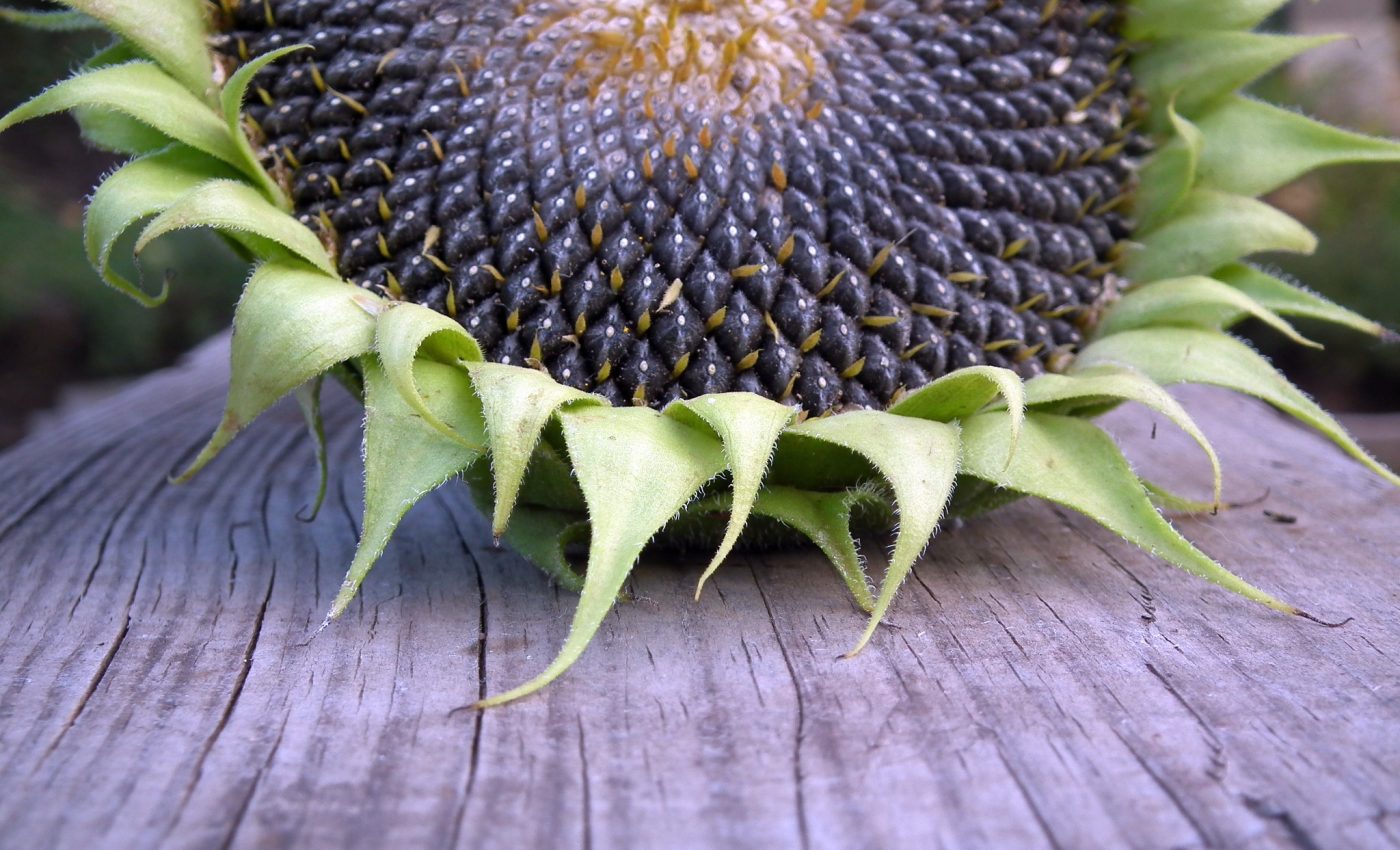 seminte de floarea soarelui - sfatulparintilor.ro - pixabay-com - sunflower-193468