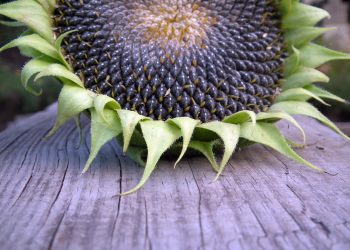 seminte de floarea soarelui - sfatulparintilor.ro - pixabay-com - sunflower-193468