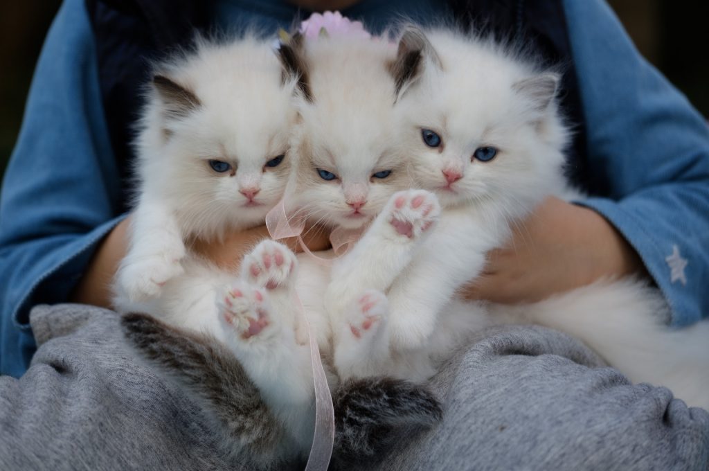 mituri despre pisici - sfatulparintilor.ro - pexels_com - close-up-photo-of-a-hand-holding-three-white-kittens-1643456