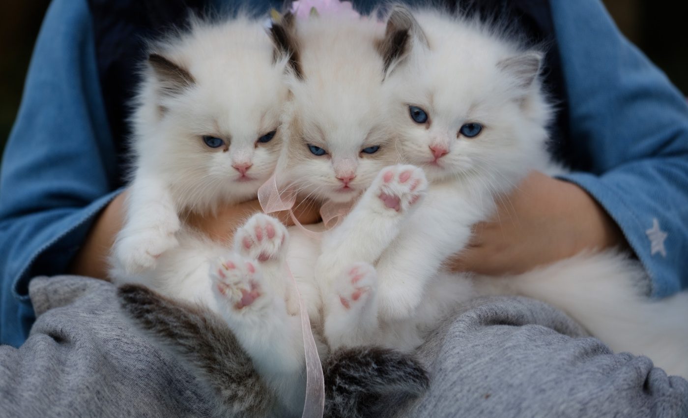mituri despre pisici - sfatulparintilor.ro - pexels_com - close-up-photo-of-a-hand-holding-three-white-kittens-1643456