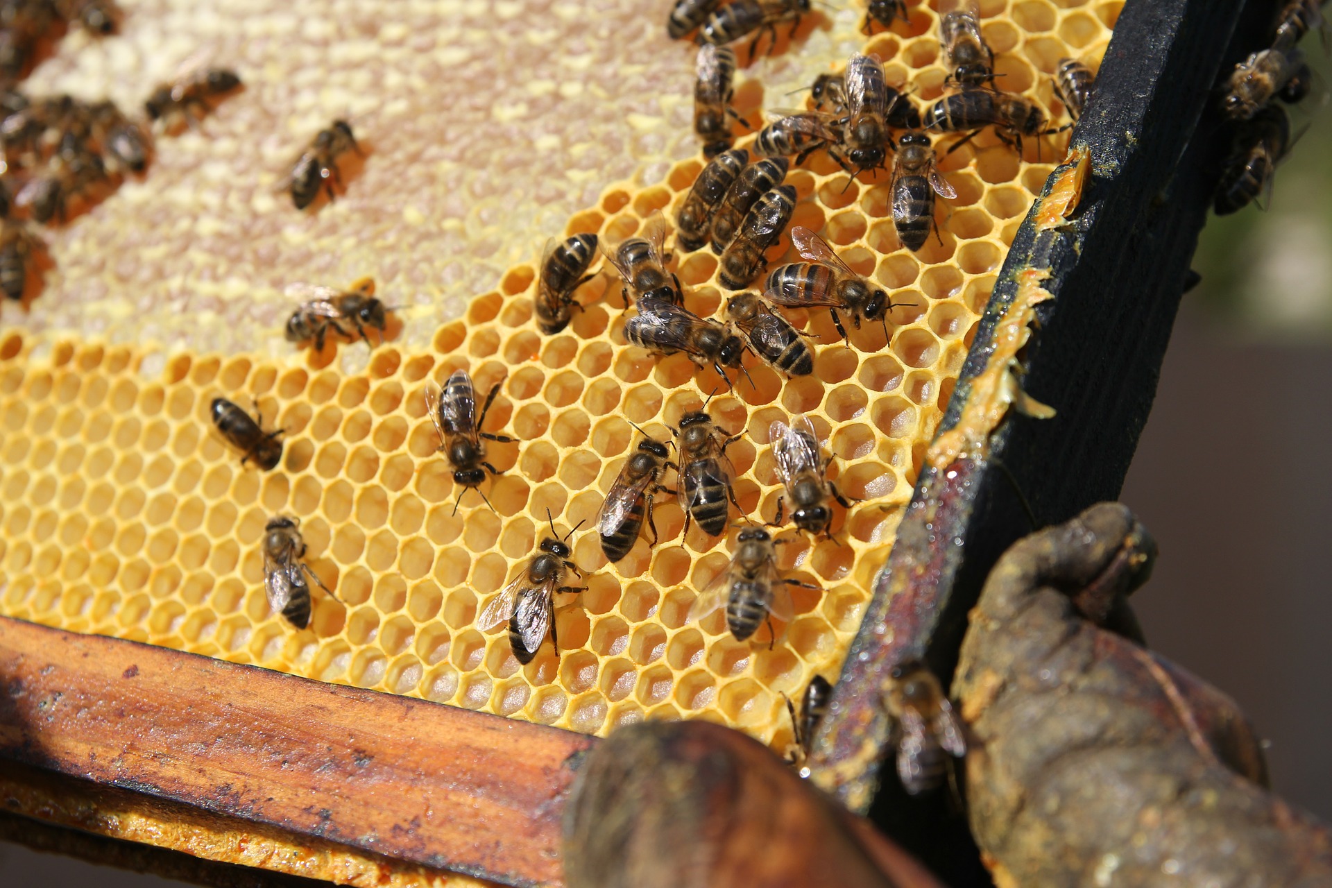 propolis miere albine - sfatulparintilor.ro - pixabay_com