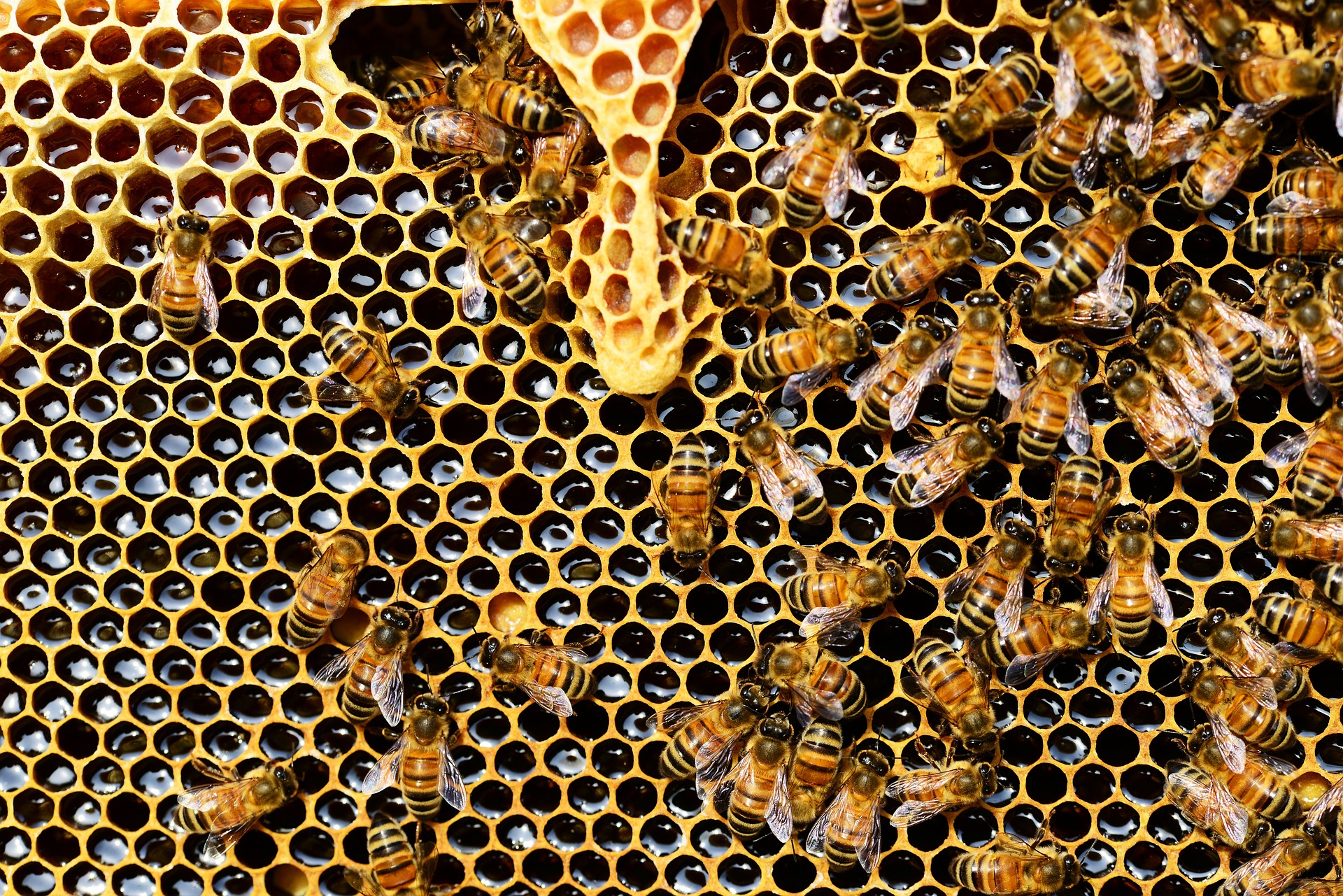 albine stup regina - sfatulparintilor.ro - pixabay_com