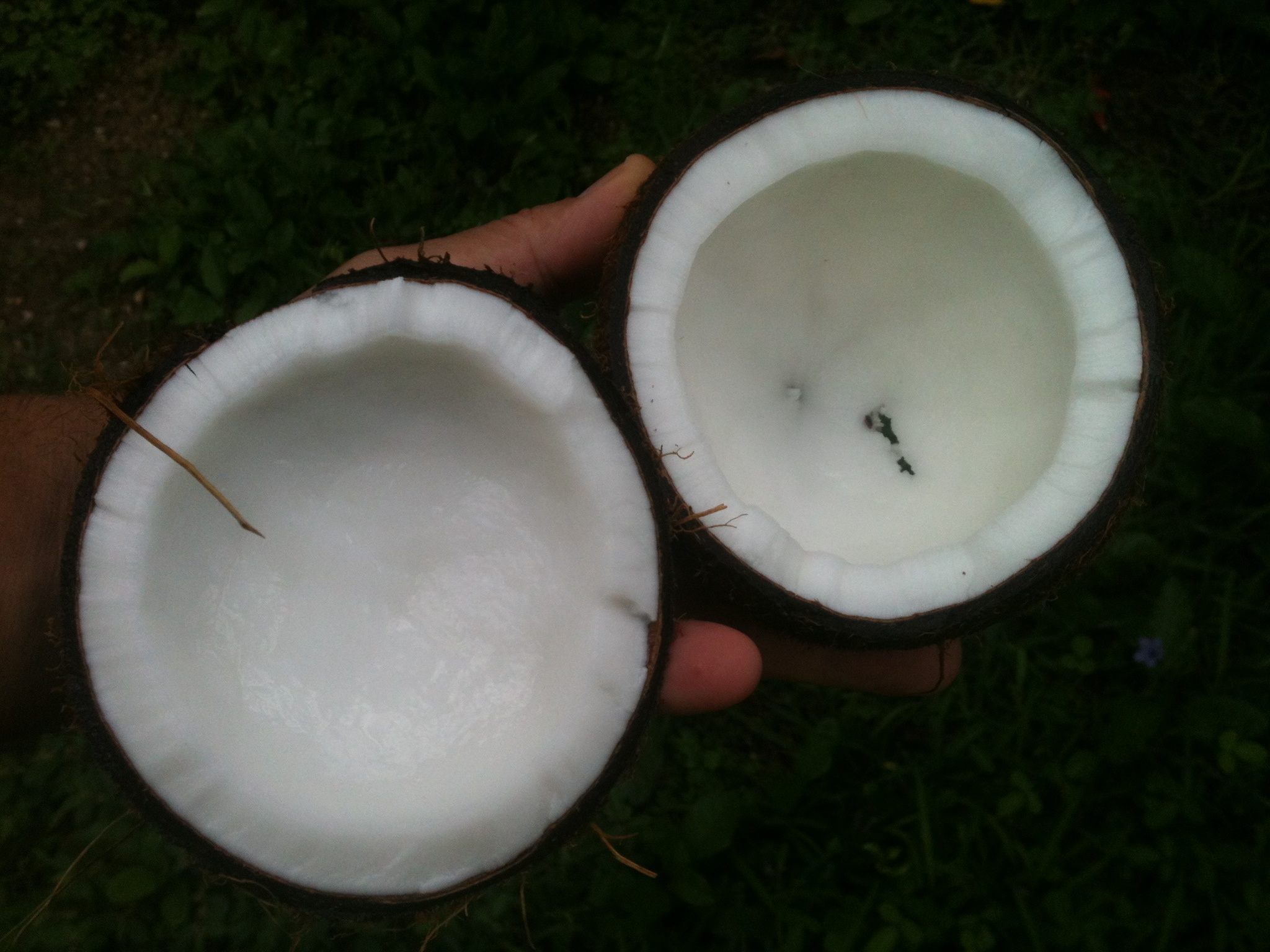 ulei de cocos beneficii - pixabay_com