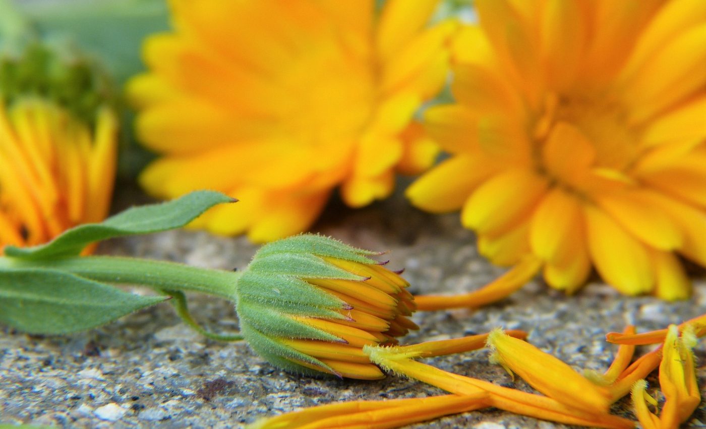 remedii naturale speciale