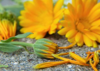 remedii naturale speciale