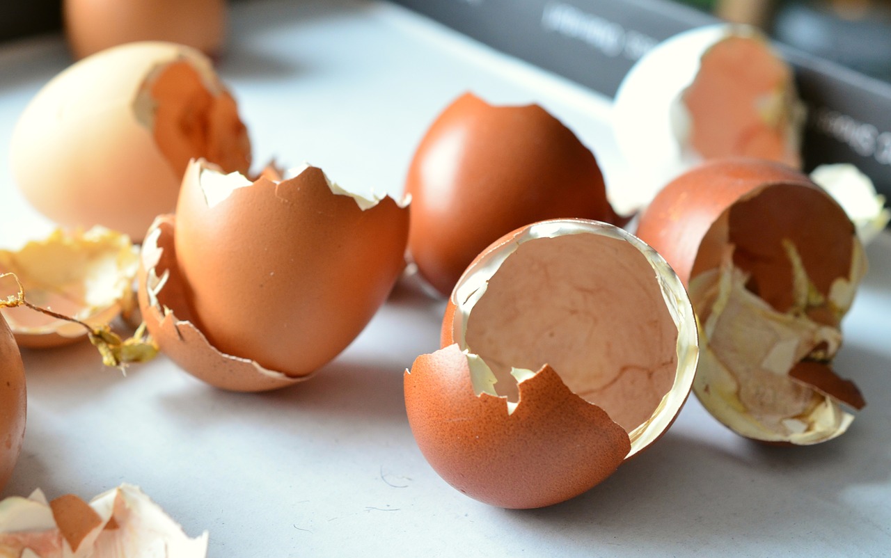 coji de oua - sfatulparintilor.ro - pixabay_com