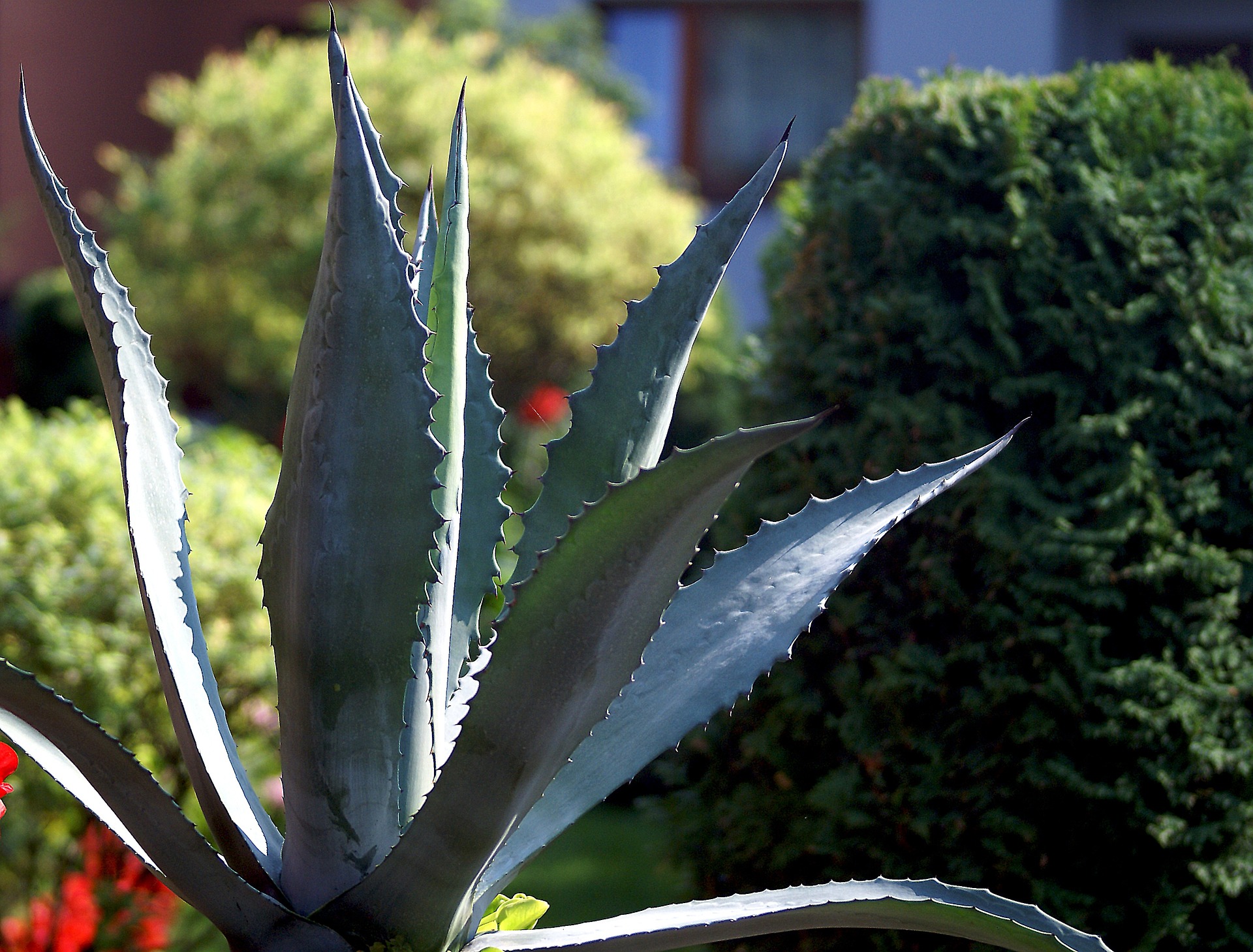 plante care te fac sanatos si fericit