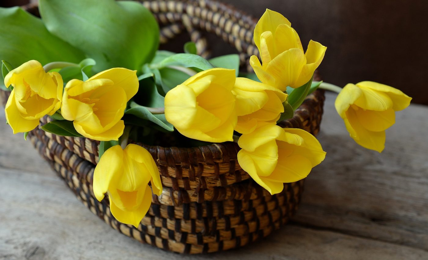 flori - lalele sfatulparintilor.ro - pixabay_com - tulips-708410_1920