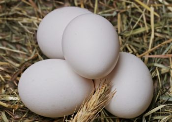 lucruri nestiute despre oua - sfatulparintilor.ro - pixabay_com - egg-2048476_1920