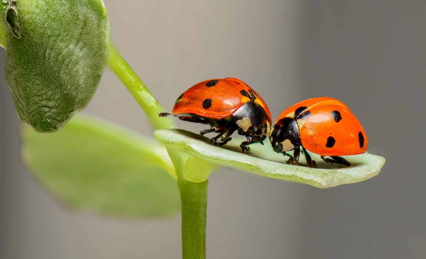 primavara sex - sfatulparintilor.ro - pixabay_com - ladybugs-1593406_1920