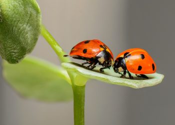 primavara sex - sfatulparintilor.ro - pixabay_com - ladybugs-1593406_1920