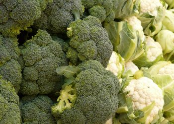 conopida broccoli - sfatulparintilor.ro - pixabay_com -5735_1920
