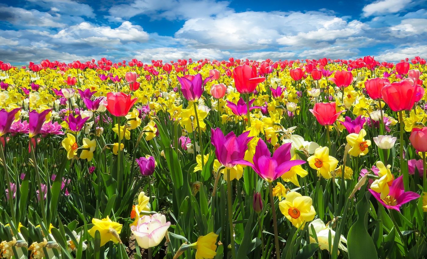 ce flori sa daruiesti - sfatulparintilor.ro - pixabay_com - spring-awakening-1197602_1920
