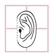 Urechi sub forma de semiluna