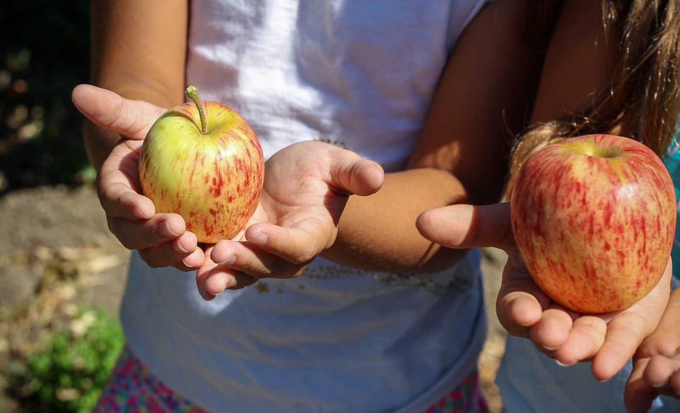 alimente copii - mere - sfatulparintilor.ro - pixabay_com - apple-1572648