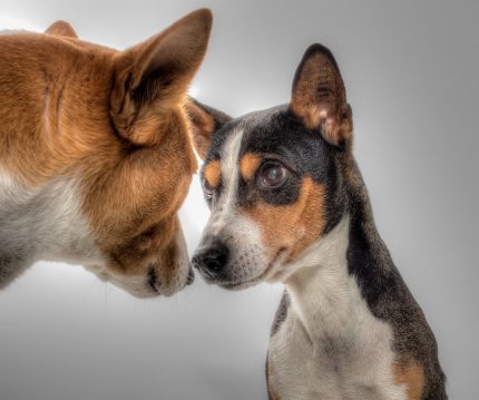 rase caini - sfatulparintilor.ro Basenji - pixabay_com dogs-602890_1920