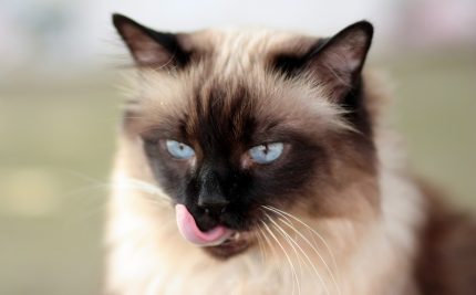 rase de pisici - siameza - sfatulparintilor.ro - pixabay_com - cat-1454231_1920