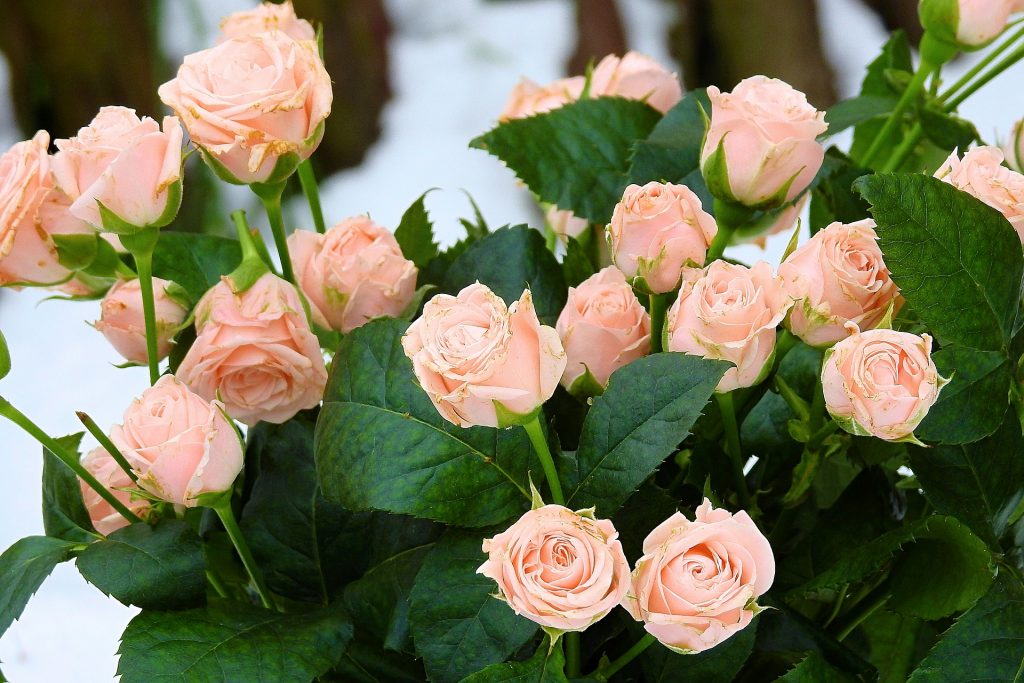 Ingrijire trandafiri - sfatulparintilor.ro - pixabay_com - rose-3130788_1920
