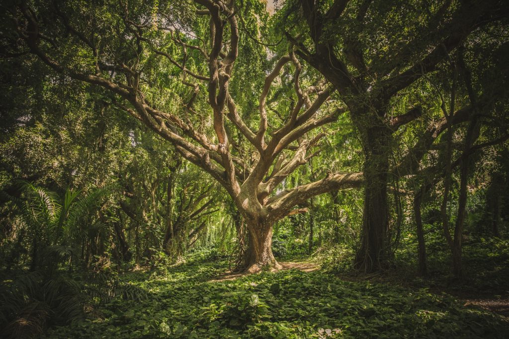 copacul vietii - sfatulparintilor.ro - pixabay_com - pexels-photo-38136