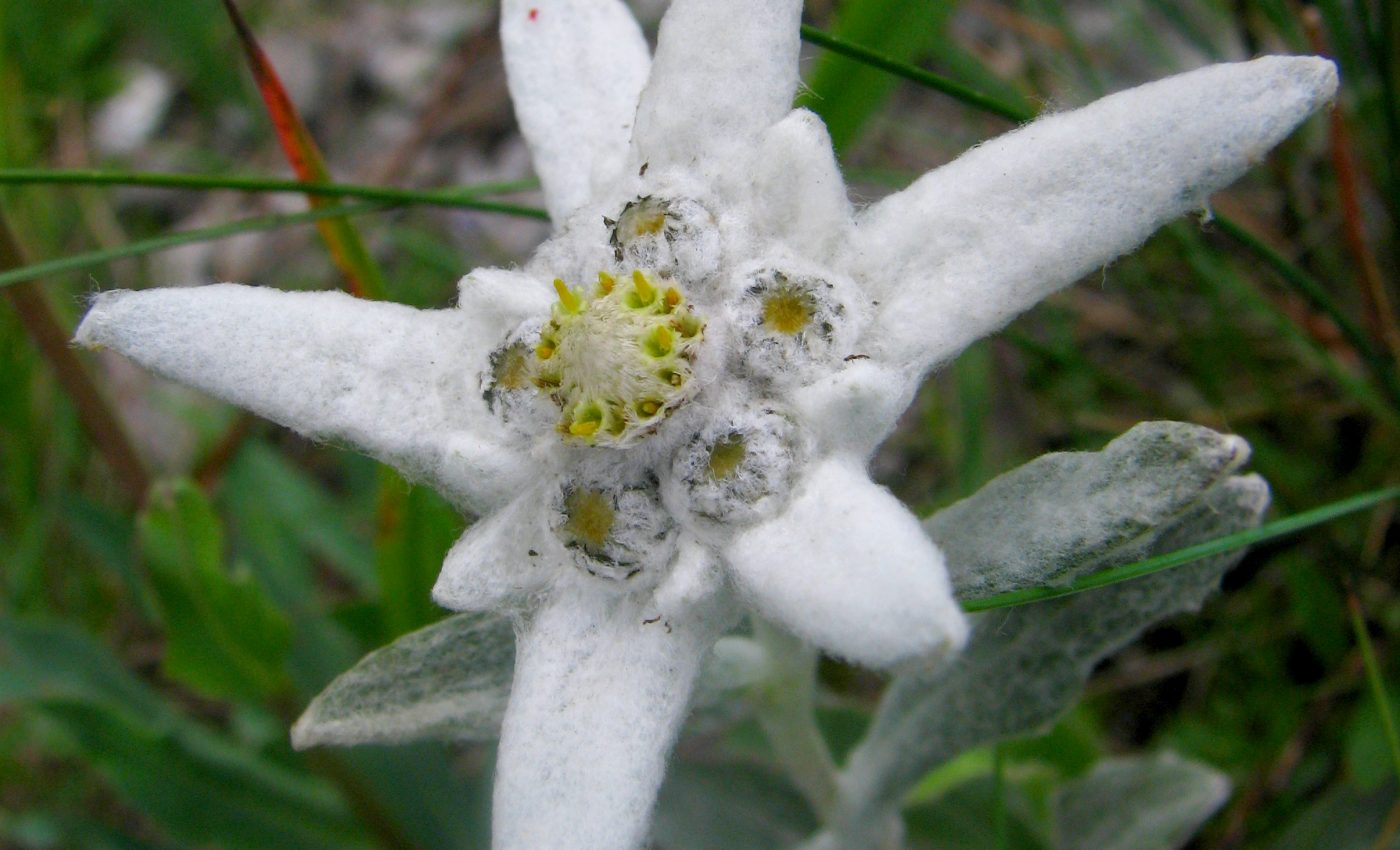 floarea-de-colt- Leontopodium_alpinum_Szarotka_alpejska_01