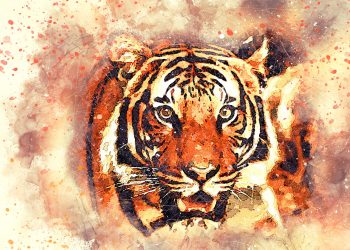 Horoscop chinezesc Anul Tigrului - sfatulparintilor.ro - pixabay_com - tiger-2719614_1920