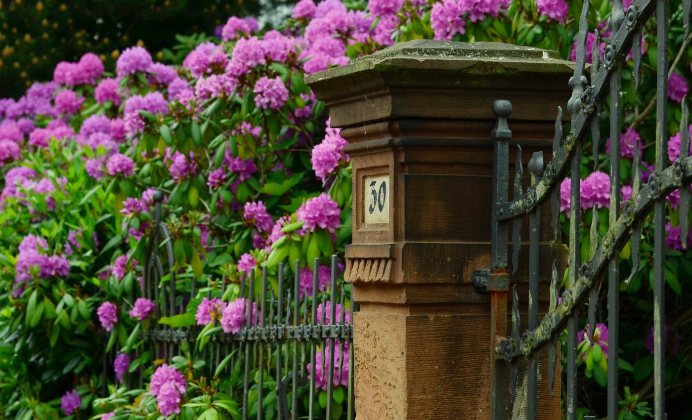 numarul casei destin - sfatulparintilor.ro - pixabay_com - rhododendron-999849_1920