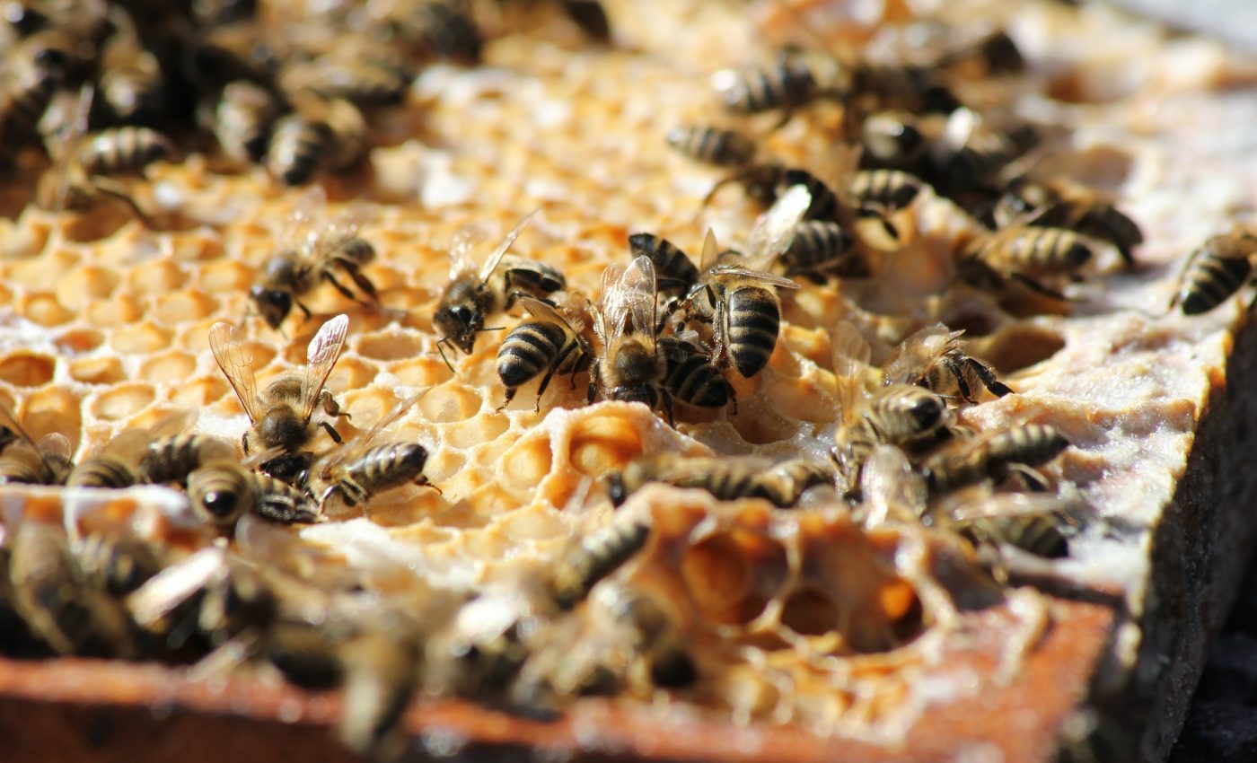 Mierea de albine - sfatulparintilor.ro - pixabay_com - bees-3601859_1920