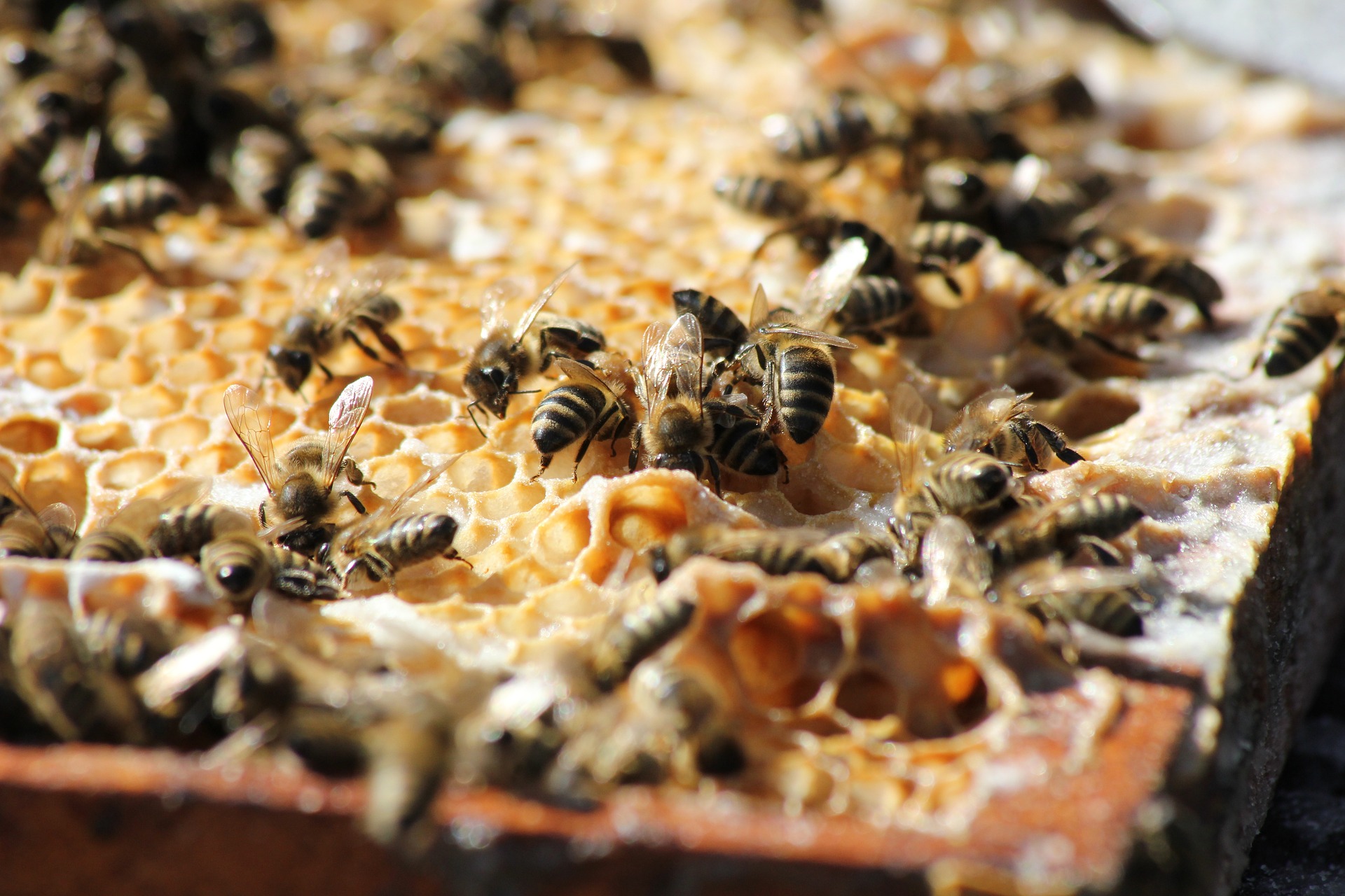Remedii cu miere de albine