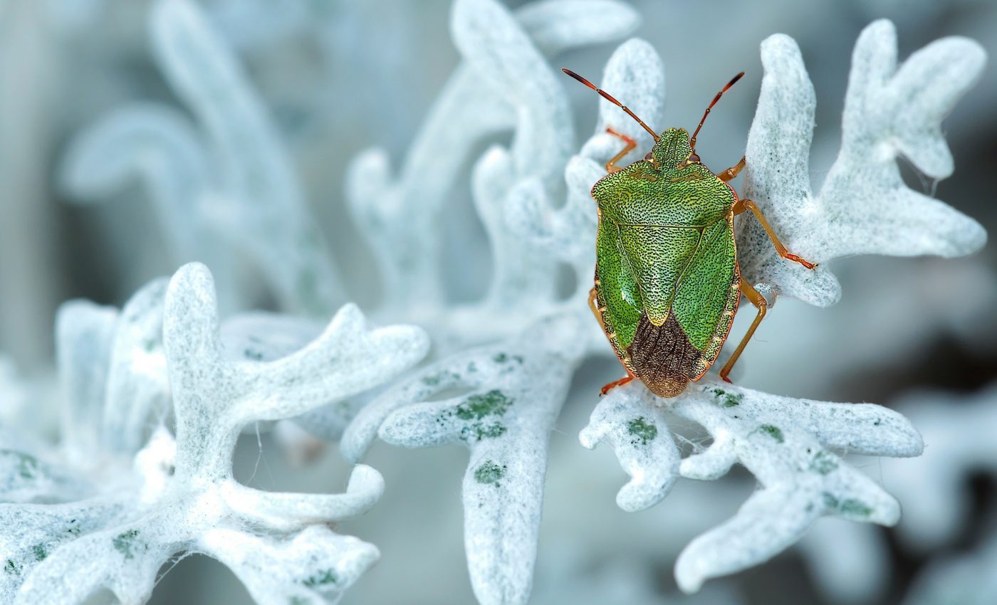 Trucuri naturale ca sa scapi de insecte - sfatulparintilor.ro - pixabay_com - green-stinkwanze-221243_1920