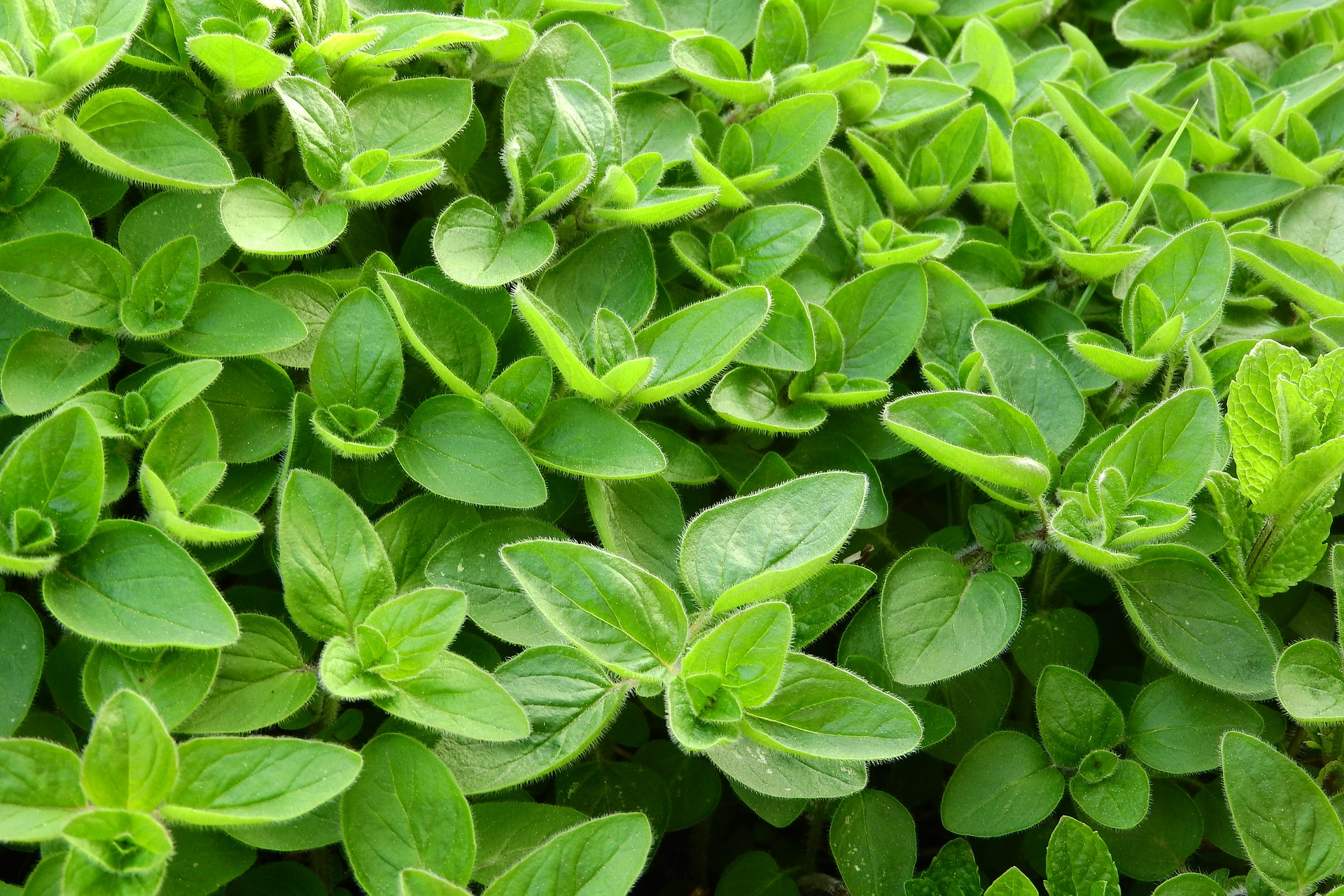 ulei esential de maghiran – sfatulparintilor.ro – pixabay_com – marjoram-2370814_1920