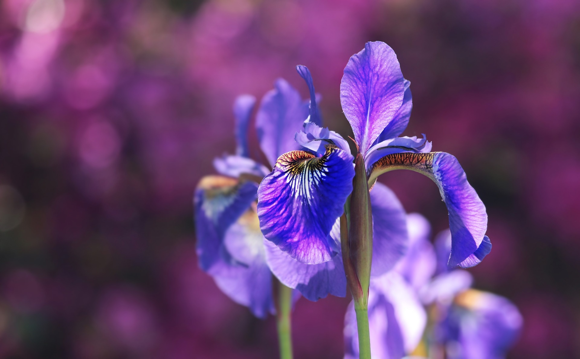 alege floarea preferata - iris- sfatulparintilor.ro - pixabay_com -2502898_1920