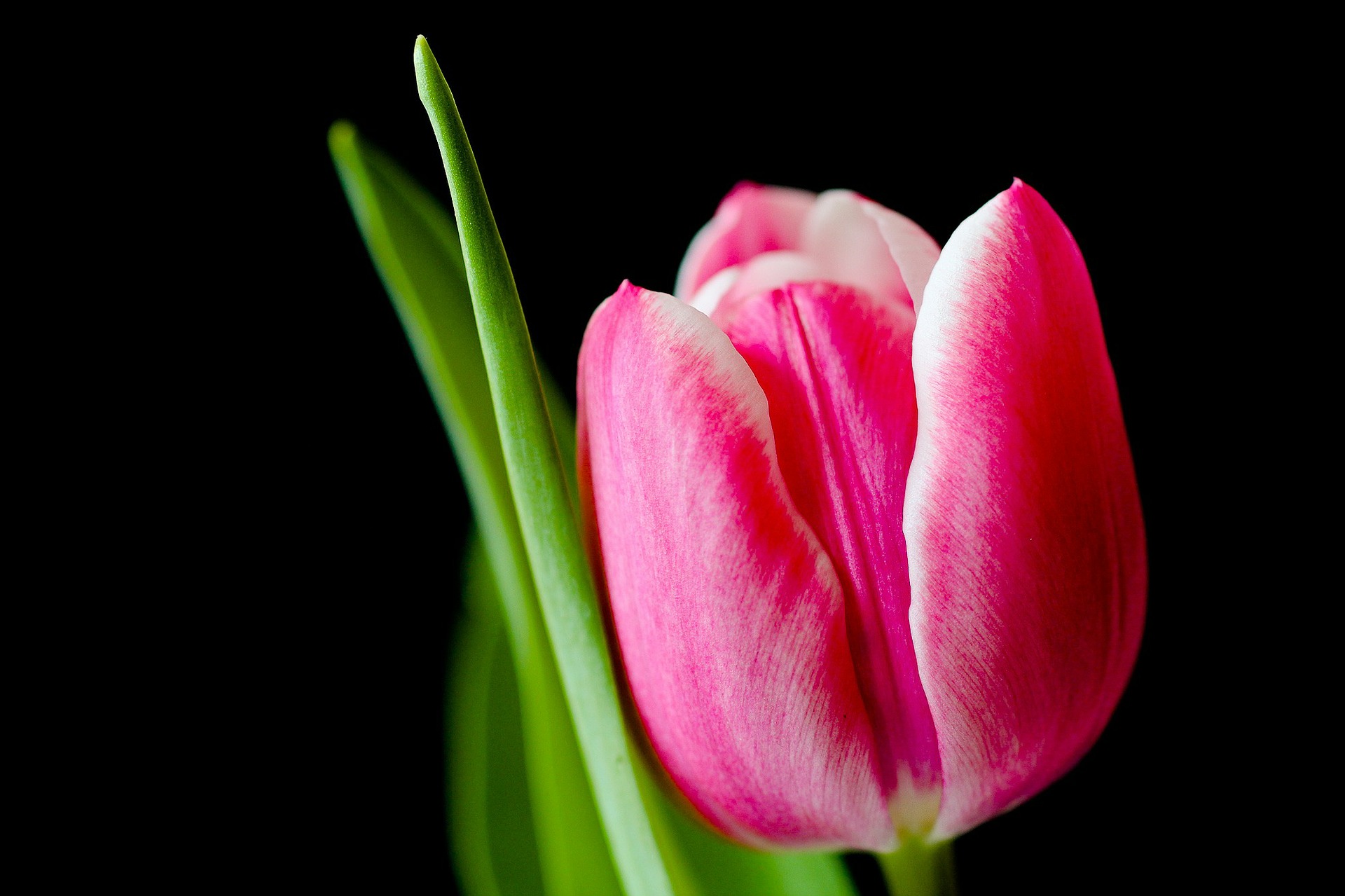 alege floarea preferata - lalea - sfatulparintilor.ro - pixabay_com - tulip-328428_1920