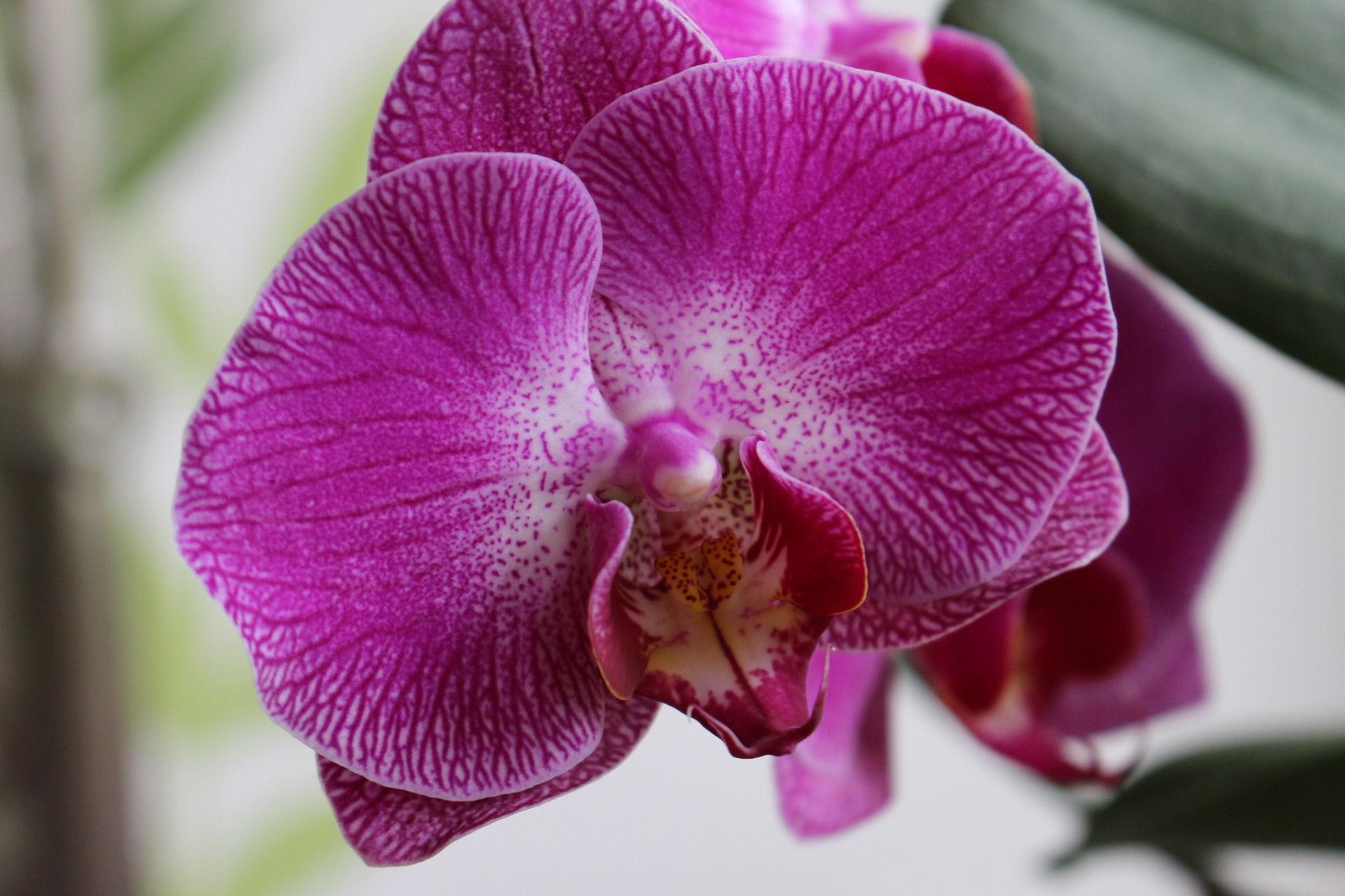alege floarea preferata - sfatulparintilor.ro - pixabay-com - orchidea-2530819_1920
