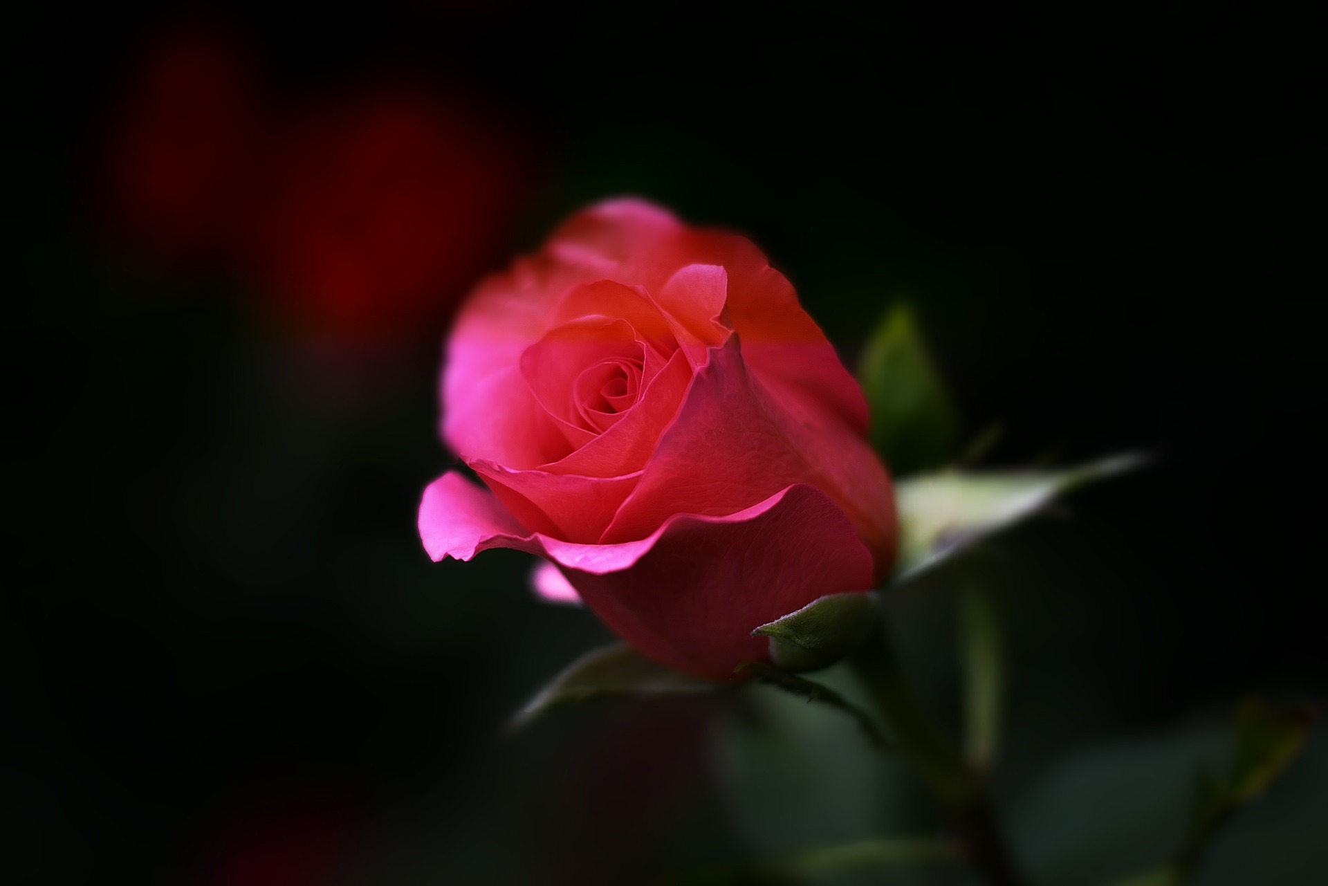 alege floarea preferata - sfatulparintilor.ro - pixabay-com - rose-402093_1920