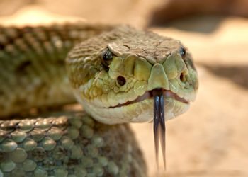 ce inseamna cand visezi serpi - sfatulparintilor.ro - pixabay_com - rattlesnake-653642_1920