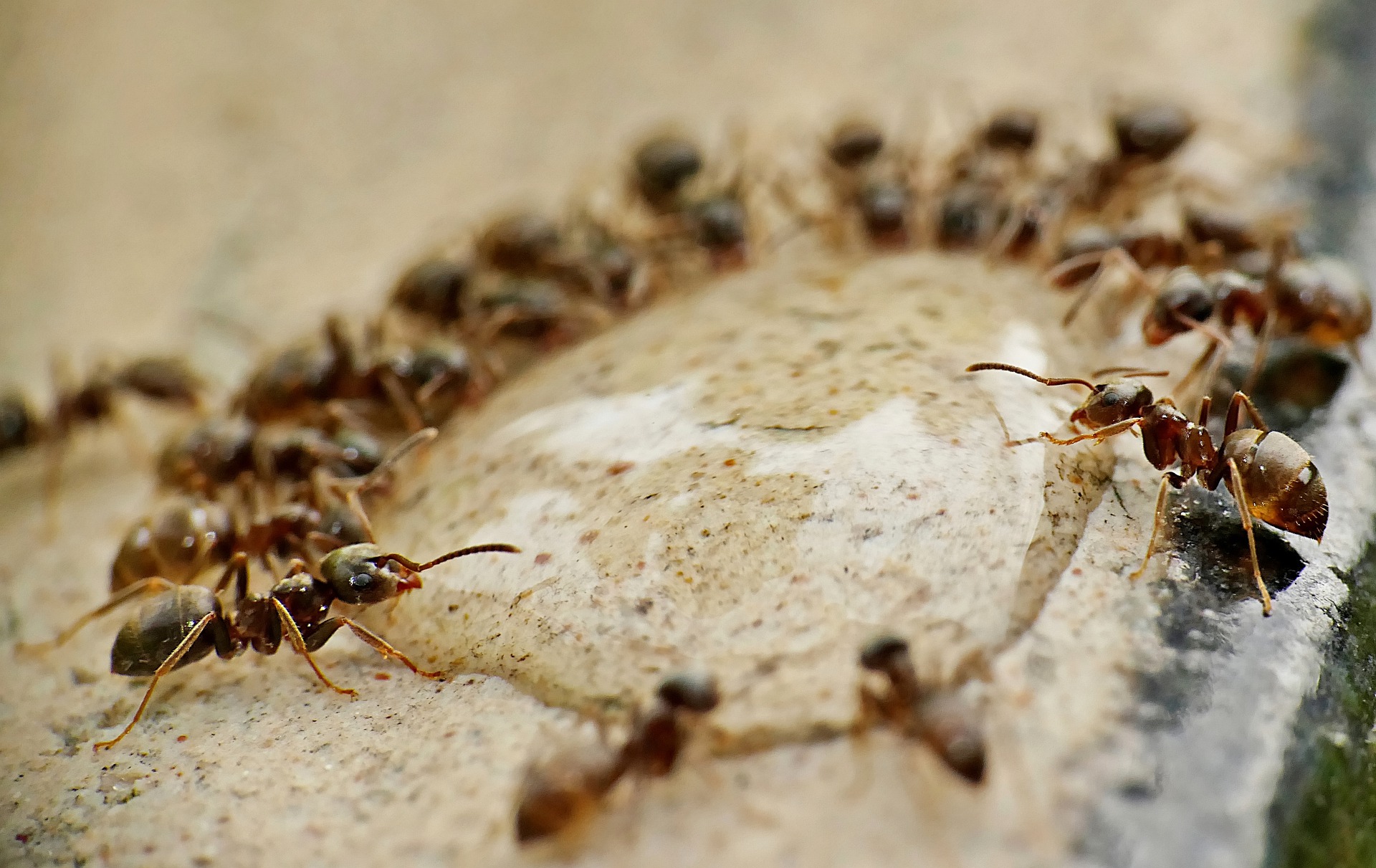 Betsy Trotwood will do Strictly Cum sa scapi de furnici. 9 solutii naturale care dau REZULTATE! -  Sfatulparintilor.ro