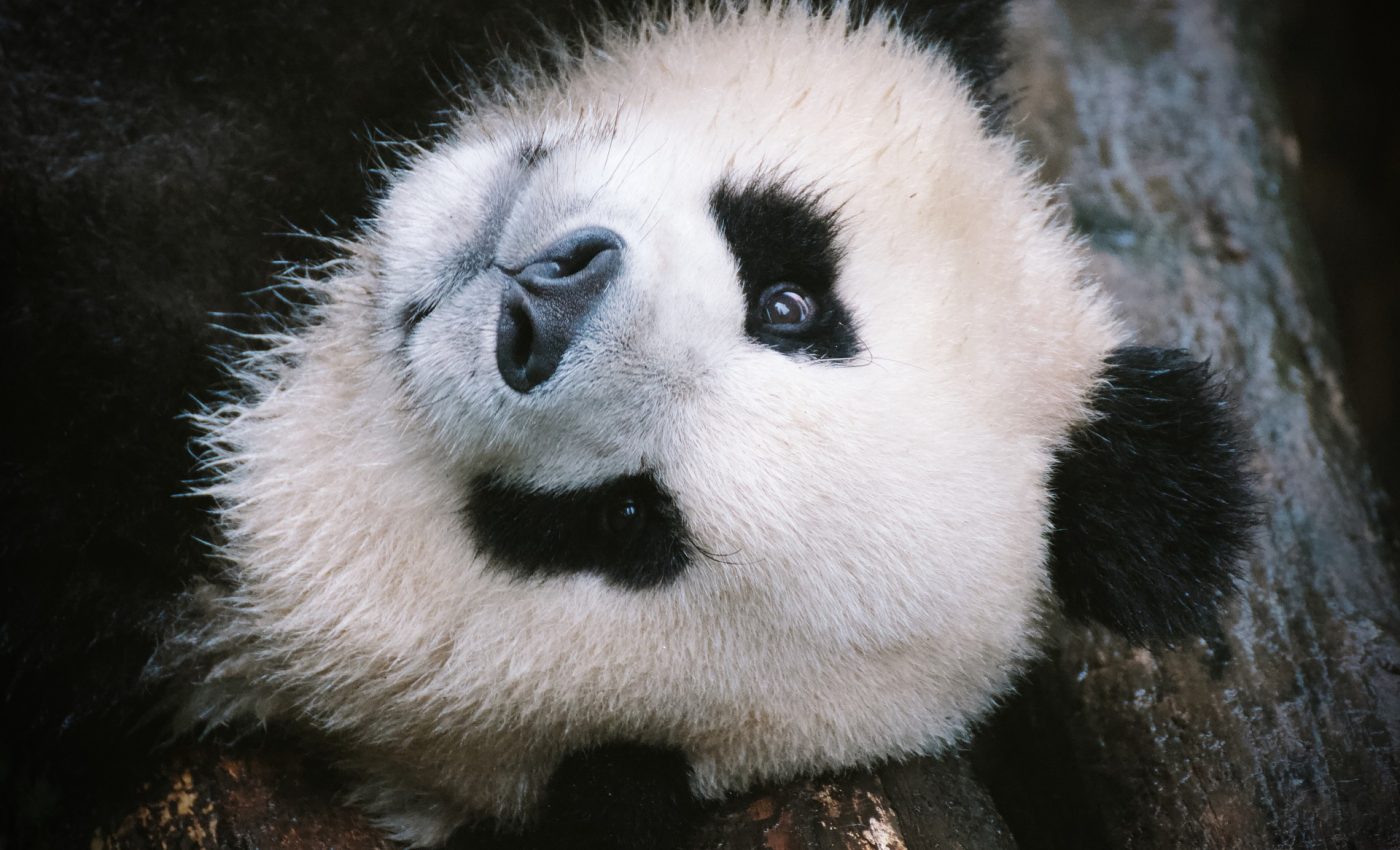 ursul panda - sfatulparintilor.ro - pixabay_com - panda-bear-4461767_1920