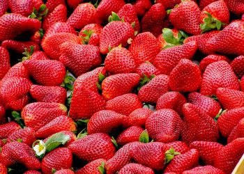 strawberries-red-fruit-royalty-free-70746